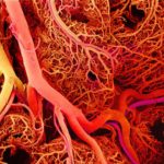 AVACEN micro circulation