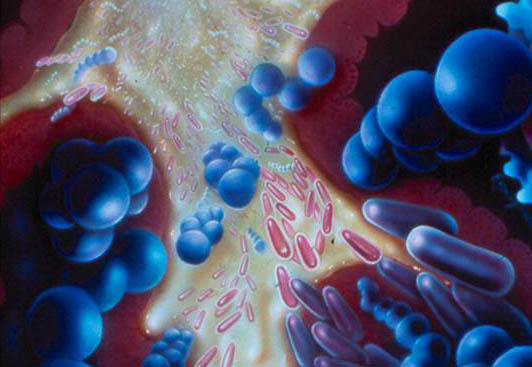 Anaerobic-Microflora Hydrogen water