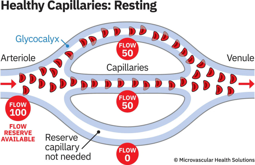 healthy capillaries resting